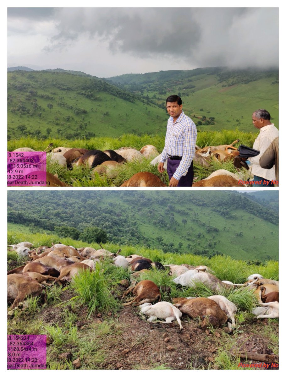 In a tragic incident some odd  53 number of cows, 5 goats and 1 person died at Jumdang under Dhuliput GP on 02.08.2022 afternoon due to lightning. Tehsildar, Chitrakonda &amp; RI visited the spot with a team of veterinary doctors &amp; conducted postmortem on the spot.