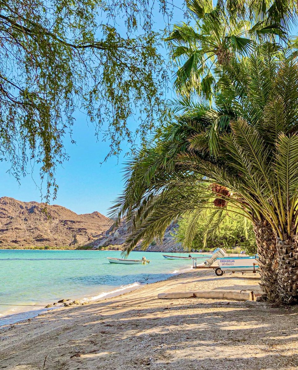 BcsMag's tweet photo. Playa El Coyote, en el municipio de #Mulegé, uno de los lugares más increíbles de #BajaCaliforniaSur 📷: maghdzrdz https://t.co/sZVJ7IC7Pd