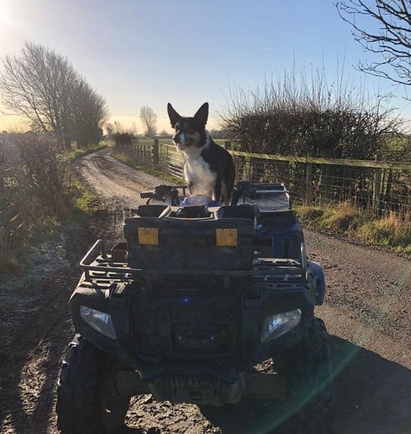 AHDB Beef & Lamb tweet media