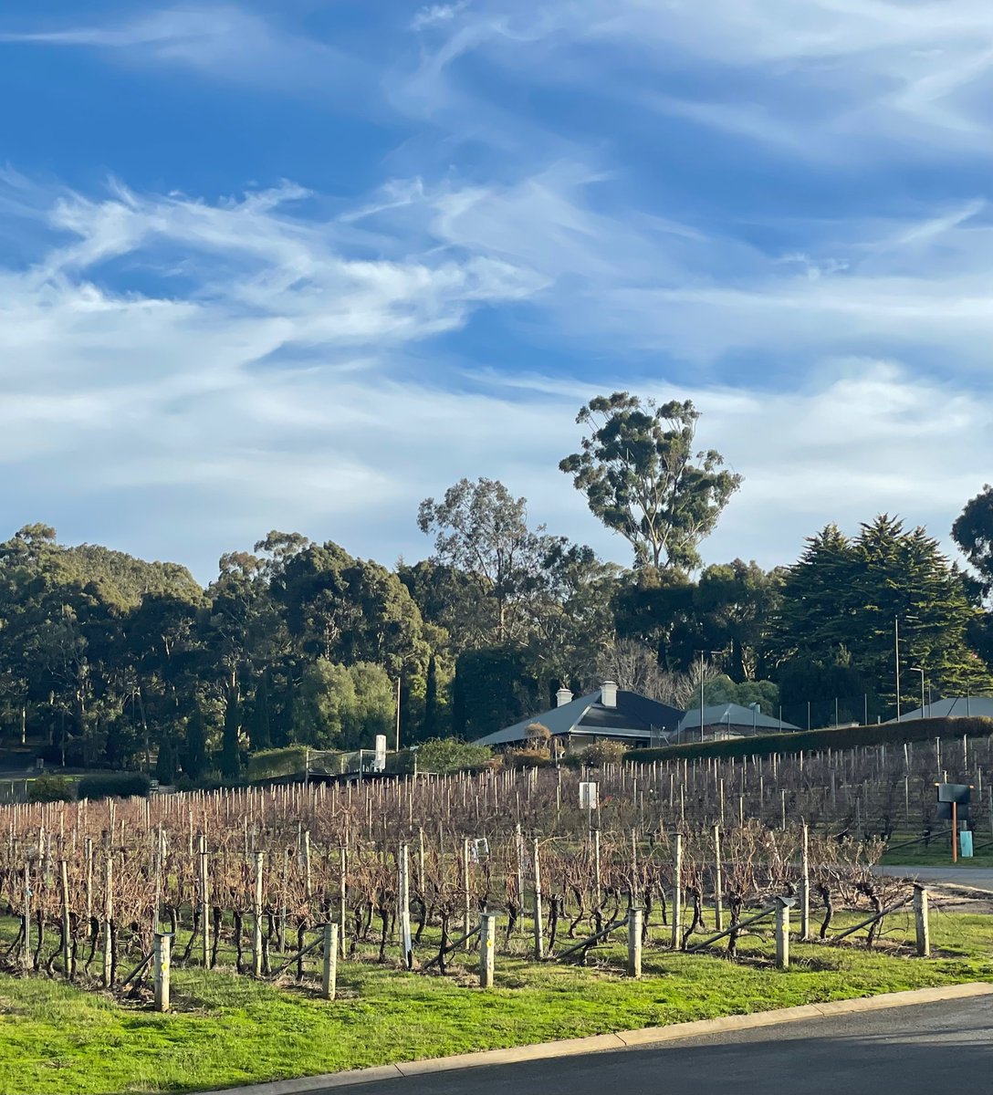 Tapanappa Wines (@tapanappa) on Twitter photo After the solstice, plants are responding to longer days although not warmer. Wattle in full blossom, daffodils out and wild windy spring like conditions. The vines are awakening.
#briancroser #tapanappa #adelaidehillswine #SouthAustralia <a href="/southaustralia/">South Australia</a> <a href="/adelhillswine/">Adelaide Hills Wine</a> After the solstice, plants are responding to longer days although not warmer. Wattle in full blossom, daffodils out and wild windy spring like conditions. The vines are awakening.
#briancroser #tapanappa #adelaidehillswine #SouthAustralia <a href="/southaustralia/">South Australia</a> <a href="/adelhillswine/">Adelaide Hills Wine</a>
