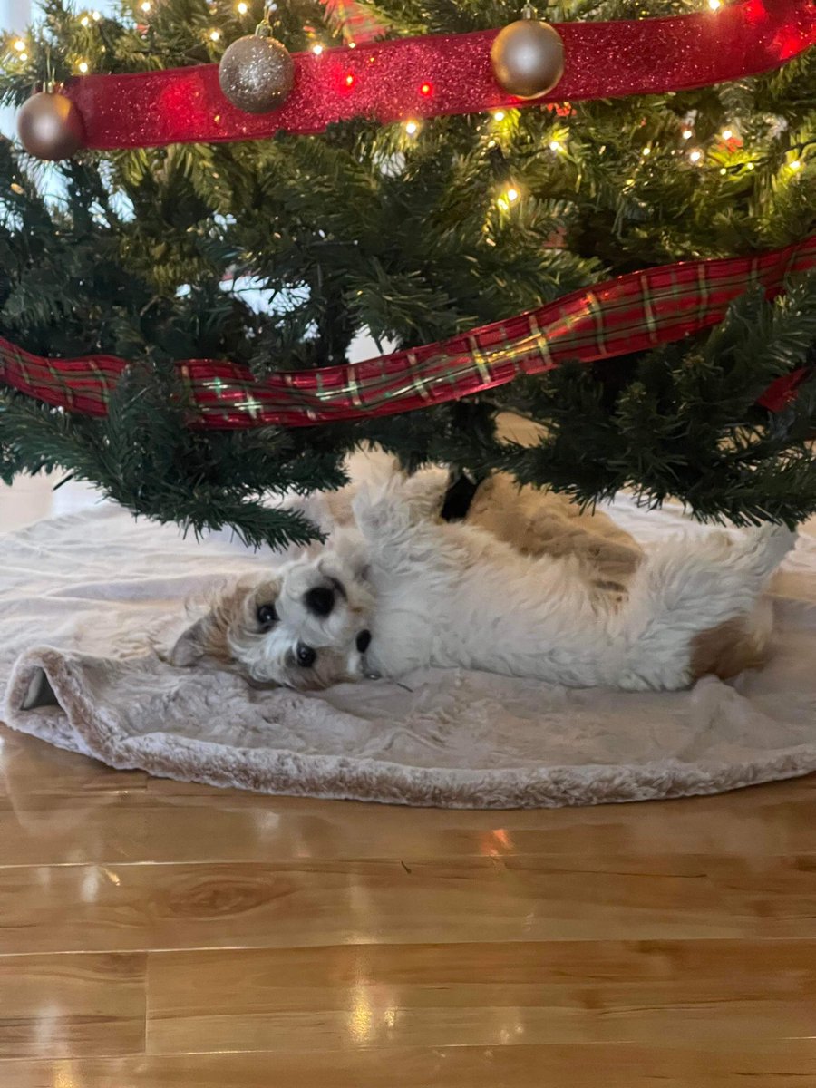 AlicethePoodle's tweet photo. My little brother Ned is a great show off….Love Alice 🐾🐾🥰#ChristmasTree #ChristmasInJuly #jackrussellterrior #DogsofTwittter #Ilovened #funnyboy https://t.co/bVPzzfXzBT