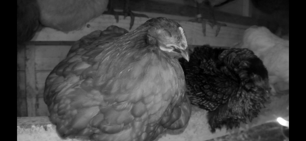 Darren999222's tweet photo. Opal’s 2 peeps. They are growing up so fast 🥰. #OurChickenLife https://t.co/p8Gkvpi8Ox