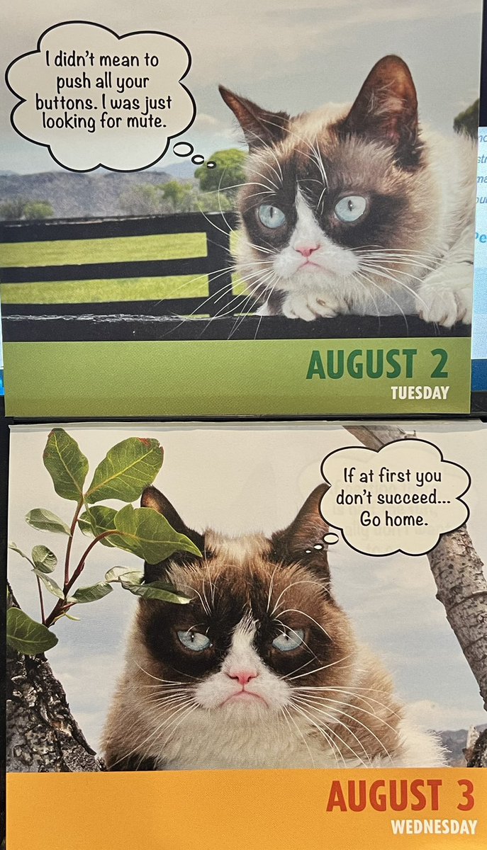 ToreeMcGee's tweet photo. Your grumps, m’lady. #dailygrump #grumpycat https://t.co/LU1qPXxXy7