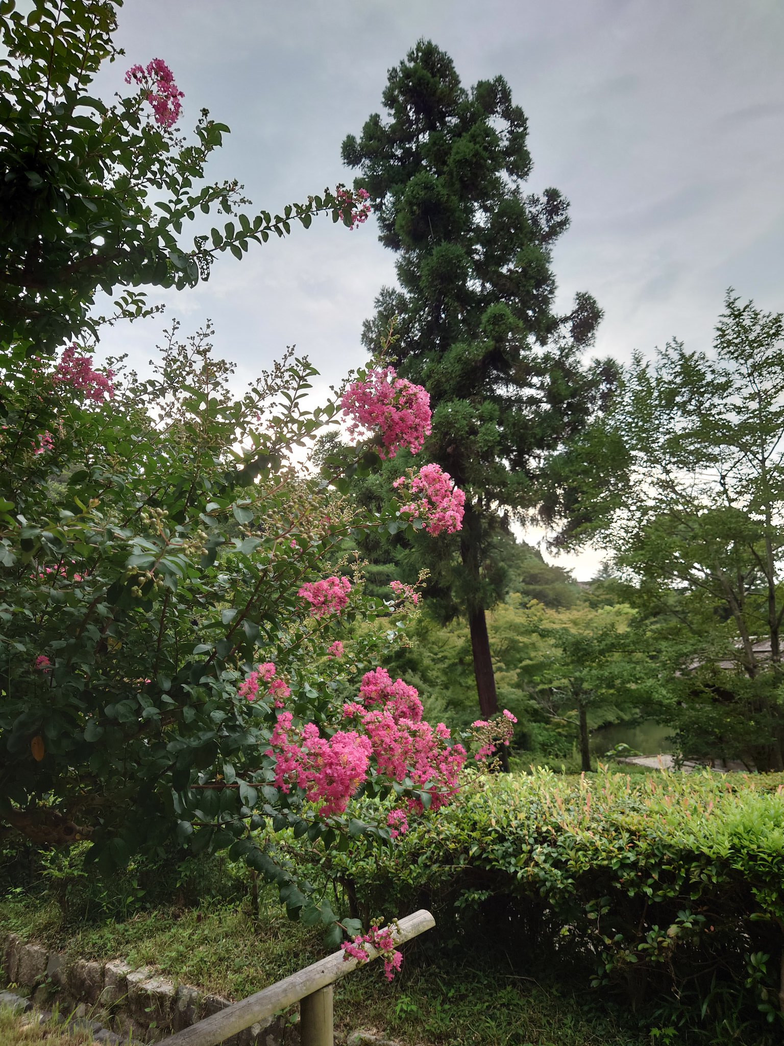 まる 東山動植物園 熟れたら美味しそうなシナアブラギリの実 でもこれは食べられない 桐油を取って使う植物だそう 植物園を散策している いつまでも雷が止まない T Co Rbtknvgodb Twitter