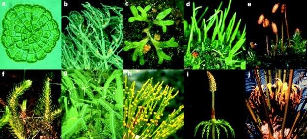 Ishanam2's tweet photo. There are a number of different farming &amp; grazing practices that qualify as REGENERATIVE AGRICULTURE,the basic idea is that farmers can leverage the photosynthesis of plants to increase nutrient density #SaveSoil @cpsavesoil @SadhguruJV @UNCCD https://t.co/KmNmJUcSf1