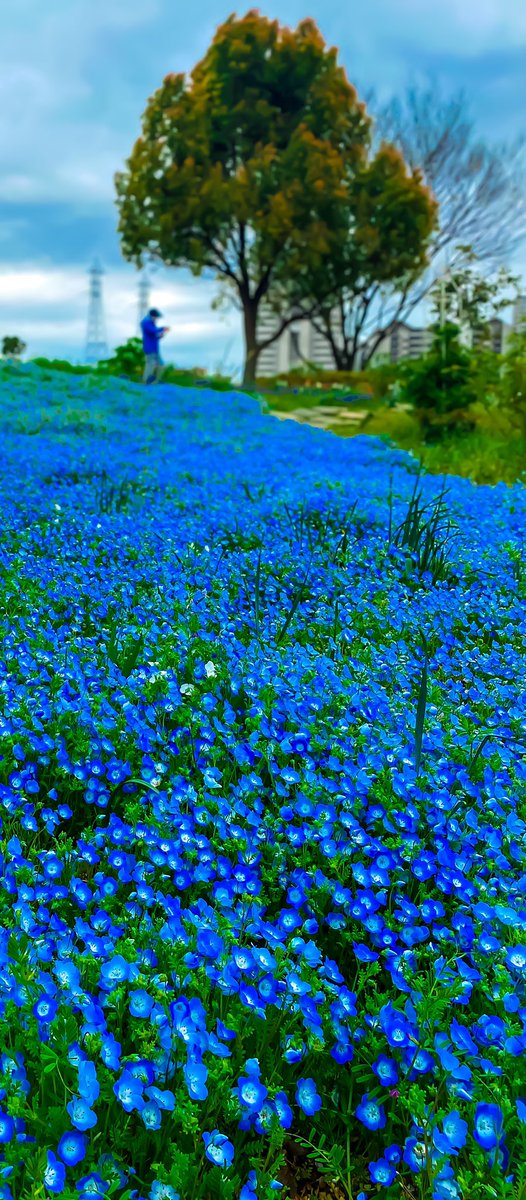priyankadabra's tweet photo. #Nemophila Harmony.
#Tokyoarchives #spring2020 https://t.co/Fz1iKVj38j