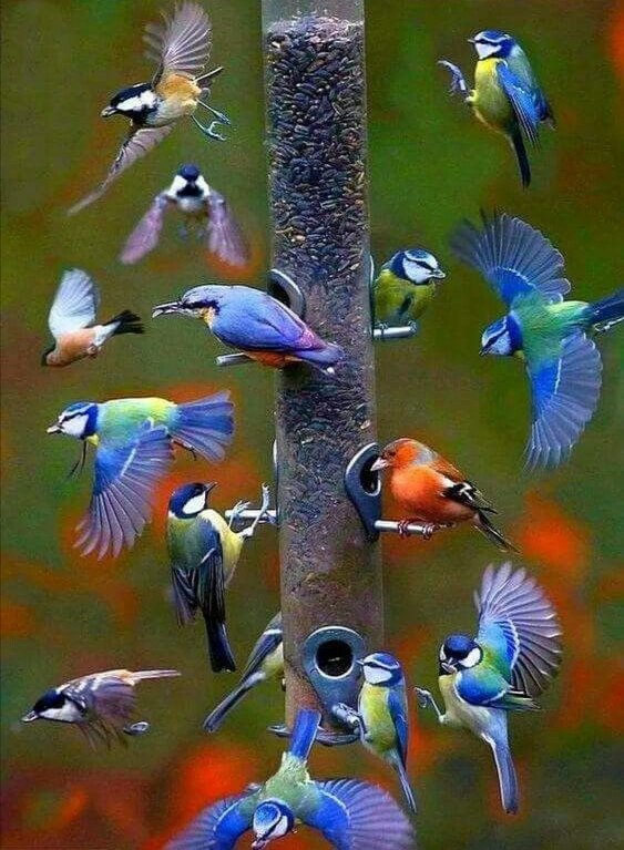 gauthie74757302's tweet photo. Good morning everyone, I wish you a wonderful Thursday of happiness, my dear friends ☕💐🦜🐦💙💚🤗 https://t.co/bc1lnSCyYb