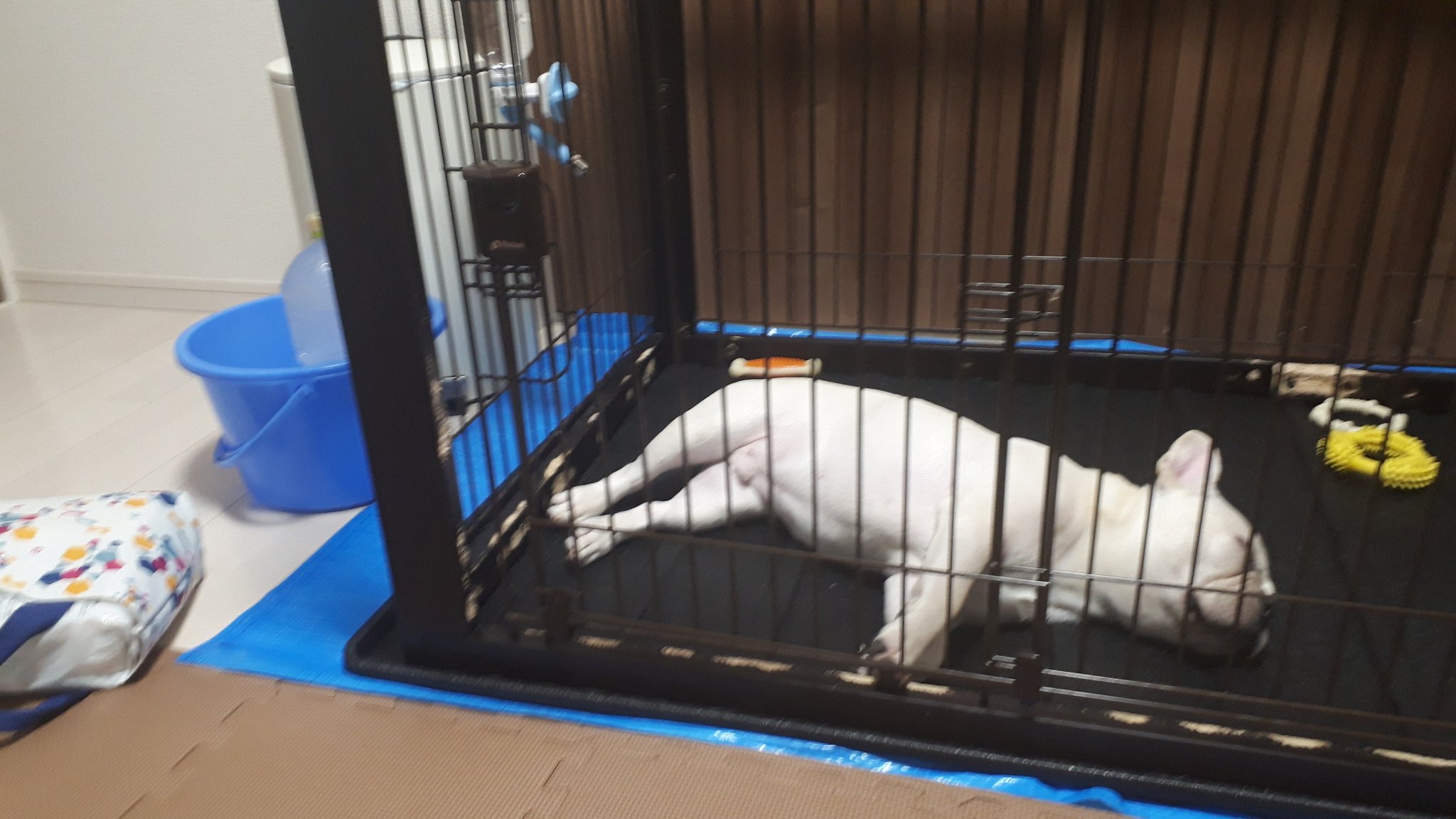 はるじろう ﻌ 公式 Byフレブルぱぱ Al Twitter 凍らせたペットボトルおいたり 暑さ対策したら なんか 雨漏り工事中みたいになった フレブル フレンチブルドッグ 犬のいる暮らし 犬好きさんと繋がりたい 抜糸完了 T Co Dltm9p9uu6 Twitter はるじろう ﻌ 公式 Byフレブルぱぱ Al Twitter 凍らせたペットボトルおいたり 暑さ対策したら なんか 雨漏り工事中みたいになった フレブル フレンチブルドッグ 犬のいる暮らし 犬好きさんと繋がりたい 抜糸完了 T Co Dltm9p9uu6 Twitter