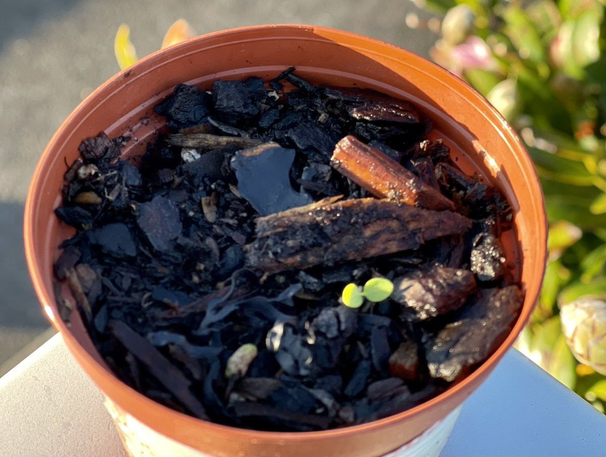 ChioneNgozi's tweet photo. So lovely to see seedlings… 🌱
when you’d given up on the plant.
Growing some rare (for here), ‘difficult to grow’ flowers in climate crisis, (often) loony weather, makes it all the sweeter.
#imgrowing #flowers #AlchemistsGold
https://t.co/mUIPOMT0Vd 🌺 coming soon https://t.co/fl8OIgqvBs