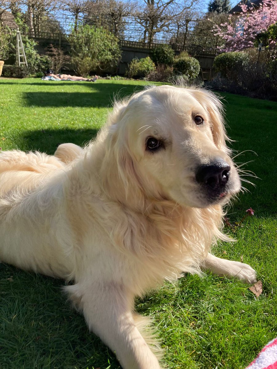 Our dog Nelson was taken in Richmond park this evening. He’s a large Golden retriever. He was last seen being led into a van by a member of the public saying they were taking him to the vets. For anyone in the area please share and spread the word.