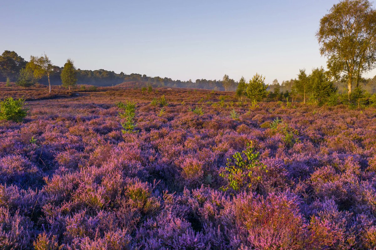 sdnpa's tweet image. What does a healthy heath look like? 

In short...open. 

Scattered trees are a sign of a healthy heath but anything above 15% tree cover can result in a loss of heathland if not kept in check. 

📍 Stedham Common

#HelpTheHeaths #SouthDowns
