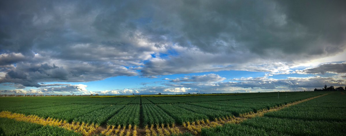 Kelly Angel tweet media