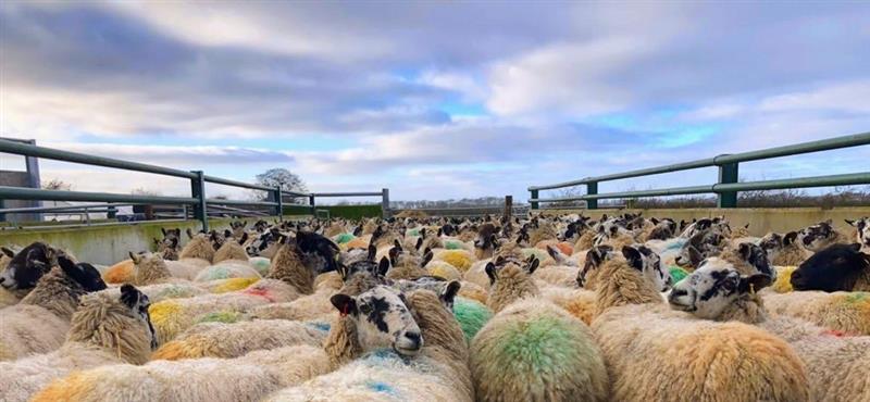 AHDB Beef & Lamb tweet media