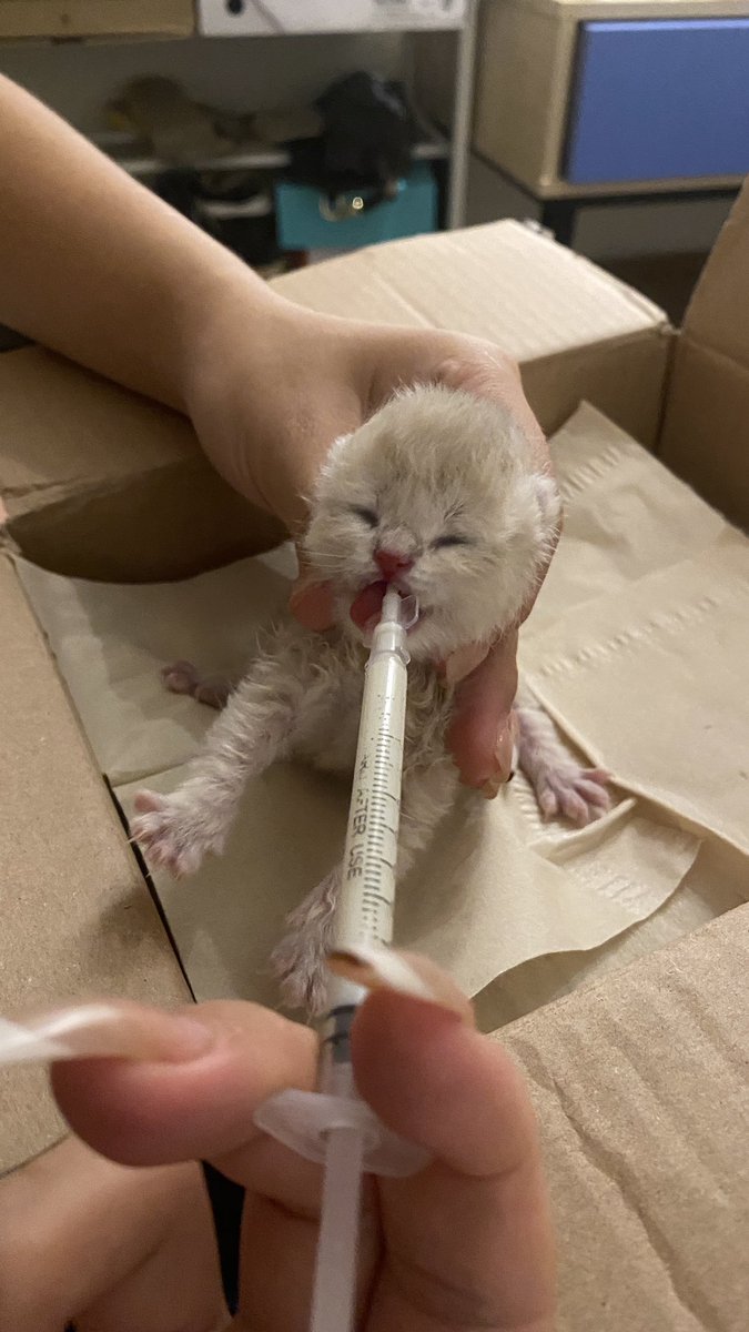 太可爱啦刚出生四天要喂奶