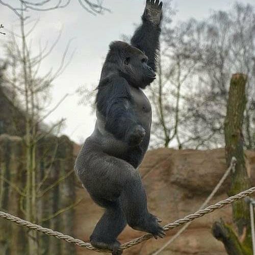Izharkh_'s tweet photo. Save animals https://t.co/z8rdLNlCkM