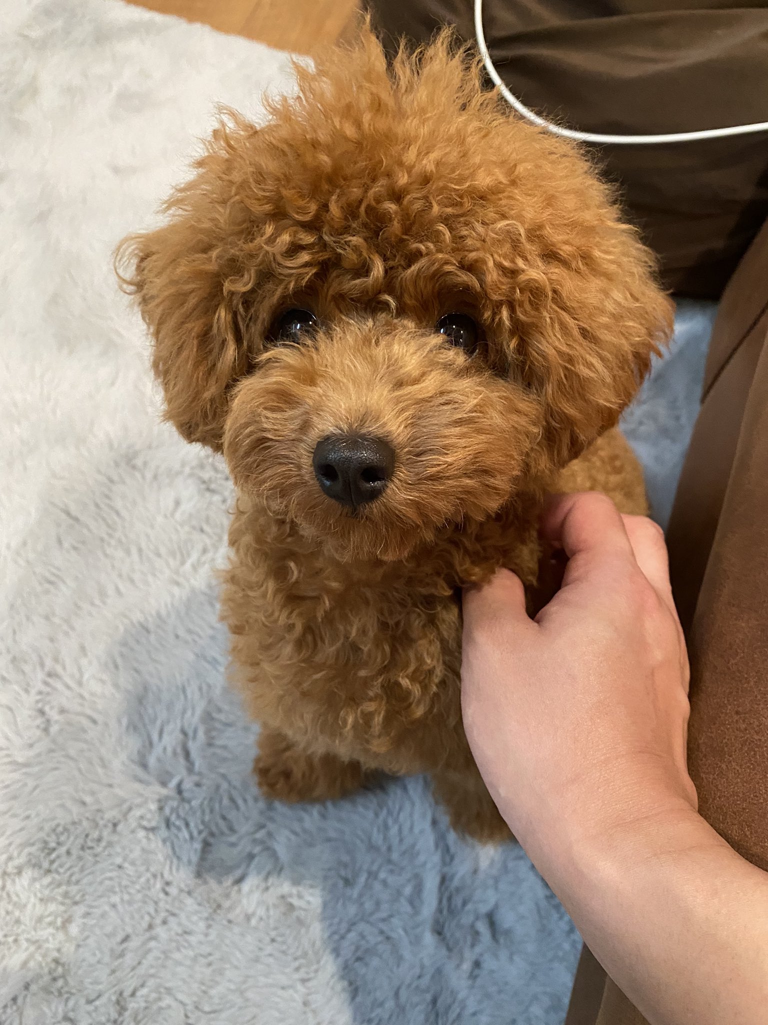 こぼん アフロが少しモヒカンチックに トイプードル 犬好きさんと繋がりたい 犬のいる暮らし T Co Ekkecuqxzu Twitter