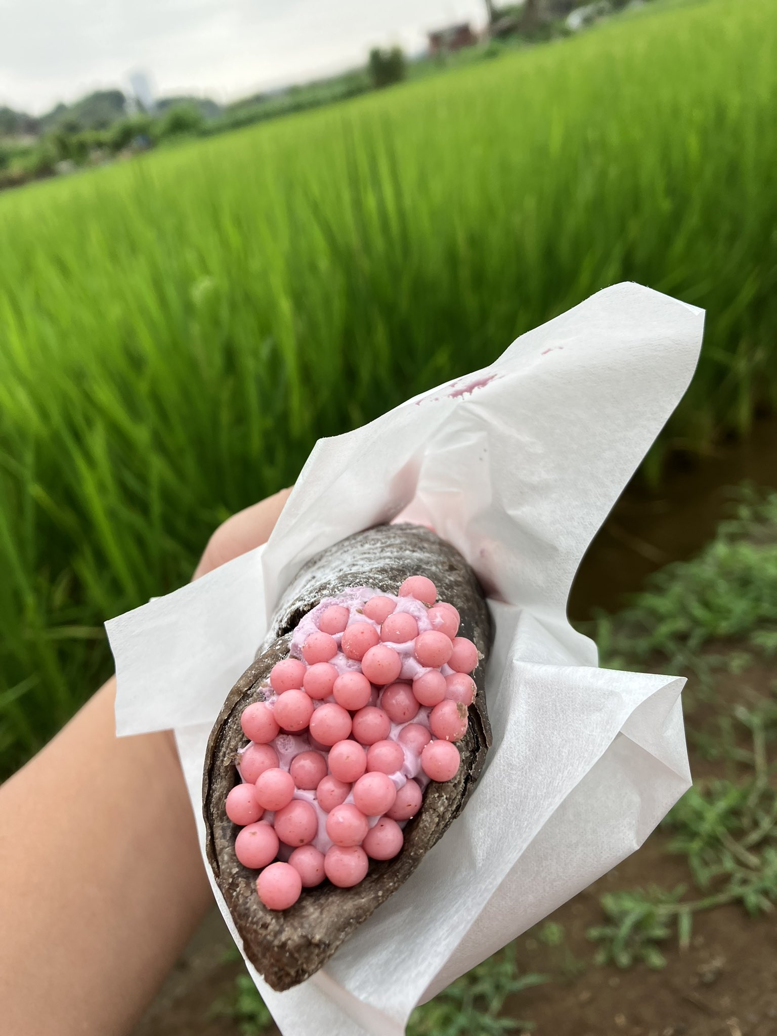だっすー 須田 良 No Twitter スタバの新作ジャンボタニシの卵食べました 田んぼで採れたて T Co Ss4sozyebp Twitter