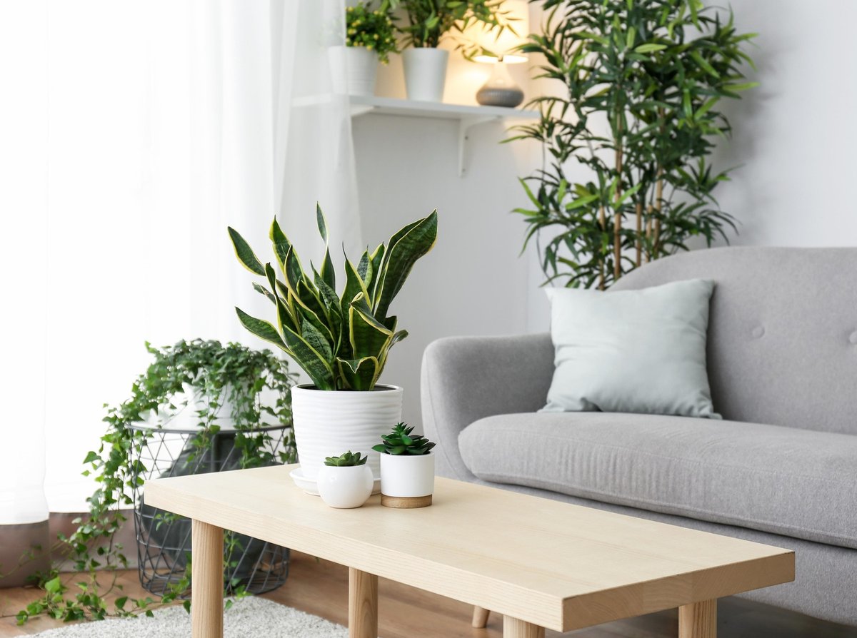 MarieClaire_ru's tweet image. Вредят вам каждый день: 7 самых ядовитых растений, которые медленно, но верно убивают ваше здоровье

С этими популярными растениями лучше обращаться крайне осторожно. #здоровье #домашниерастения #дом #растениеводство
amp.gs/jnKbd