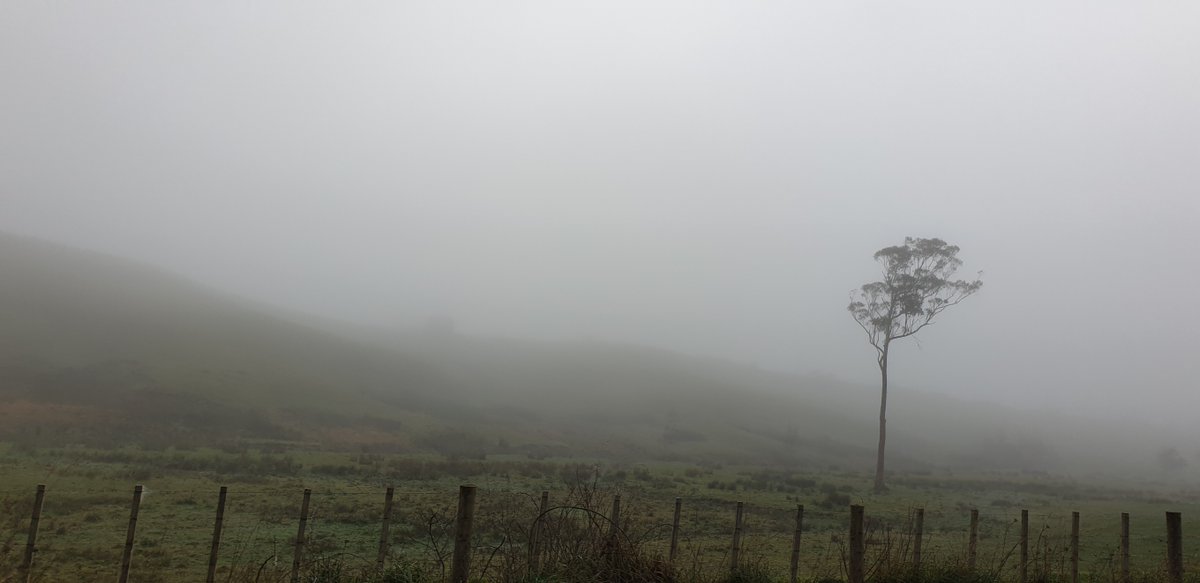 stariijabi's tweet photo. It was late posting, but this morning before 12pm, it was foggy, but peaceful, on the way home from Pukekohe... It was like a Scenic drive through.. Fresh air all!
#FoggyThursdayMorning #RandomDrive #Shopping https://t.co/FhIBxvLbUS