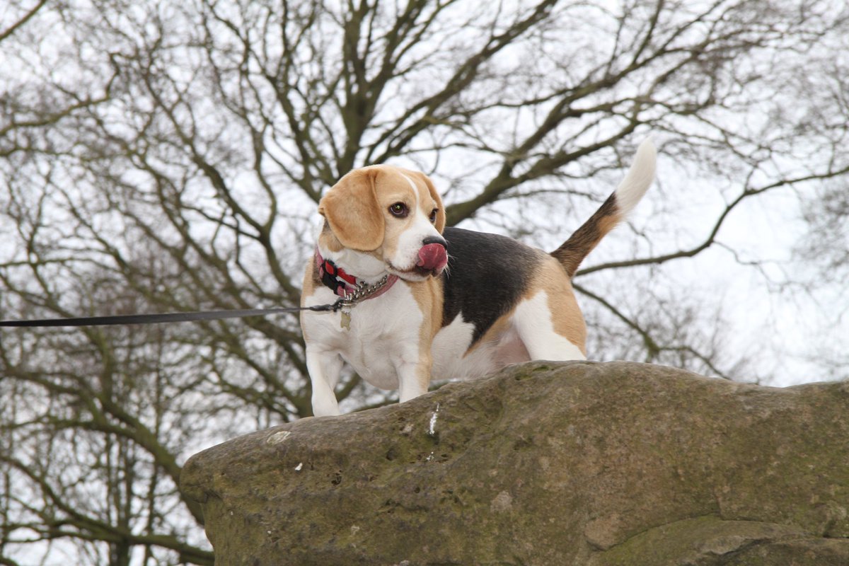 Our beloved Ruby went OTRB 2 years ago! Remembered with love &amp; many smiles! 🌈🌈🌈