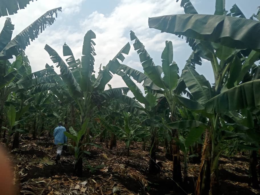 dynapharmugand1's tweet photo. TESTIMONIES: The power of DI Grow reflecting in Kasonganyanja, Bunyangabo district.
📌The farmer testifies that despite the scorching hot weather, the banana plantation remained perfectly green and healthy.
#zerohunger #DIGrow #Increaseproductivity #Farmers #agriculture https://t.co/3C8BrffJIW