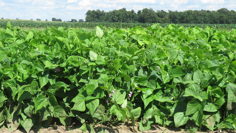 NWCH's tweet photo. Could your small farm grown dry beans?? Learn more from @OrganicAgPurdue at  Aug 9 Pinney Purdue Vegetable Field Day, 5 to 8 pm. Register by Aug 5 https://t.co/c9cX4RymbT https://t.co/KNPHQEGtKX