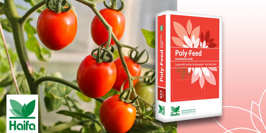 Haifa_SEE's tweet photo. Poly-Feed™ GG
Poly-Feed™ GG is a range of rich, balanced fertilizers for soil and soilless greenhouse crops, suitable for Nutrigation (Fertigation) with water of varied quality and for foliar application.
#haifa #PolyFeed #fertilizer https://t.co/qi81Q8P1CY