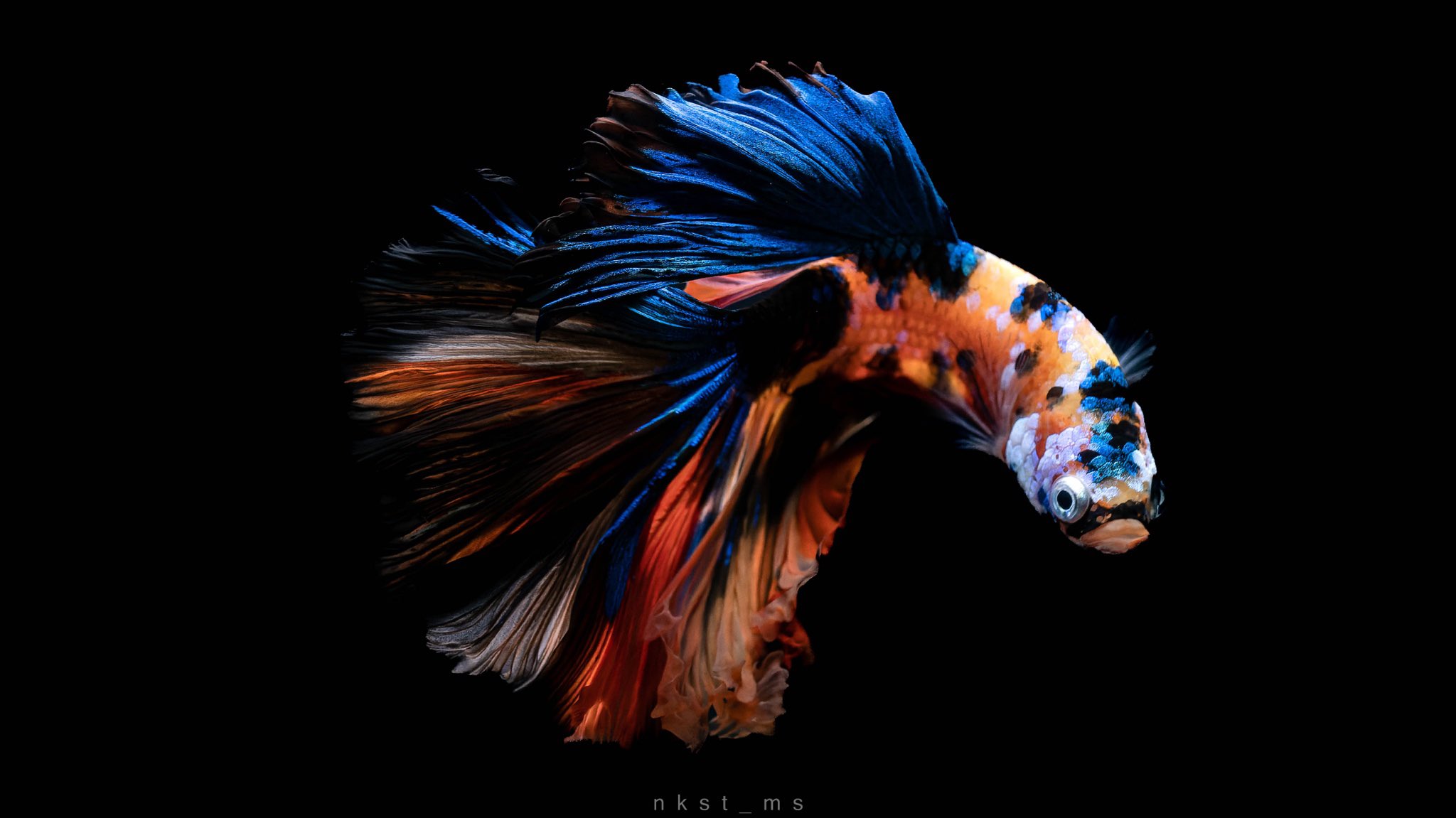 中下正隆 ひたすらに美しいベタという魚 T Co Wmpnccer3t Twitter