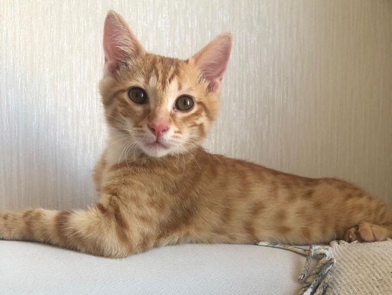 ‼️ TACO İÇİN ACİL GEÇİCİ VE KALICI YUVA ARIYORUZ ‼️

3-4 aylık olan bu erkek yavrumuz Taco, Bilkent İtfaiye ekibi tarafından bulunmuştu. Şimdiki geçici yuvası bize bu sabah artık bakamayacağını, yarın almamız gerektiğini söyledi.

#ankara #satınalmasahiplen