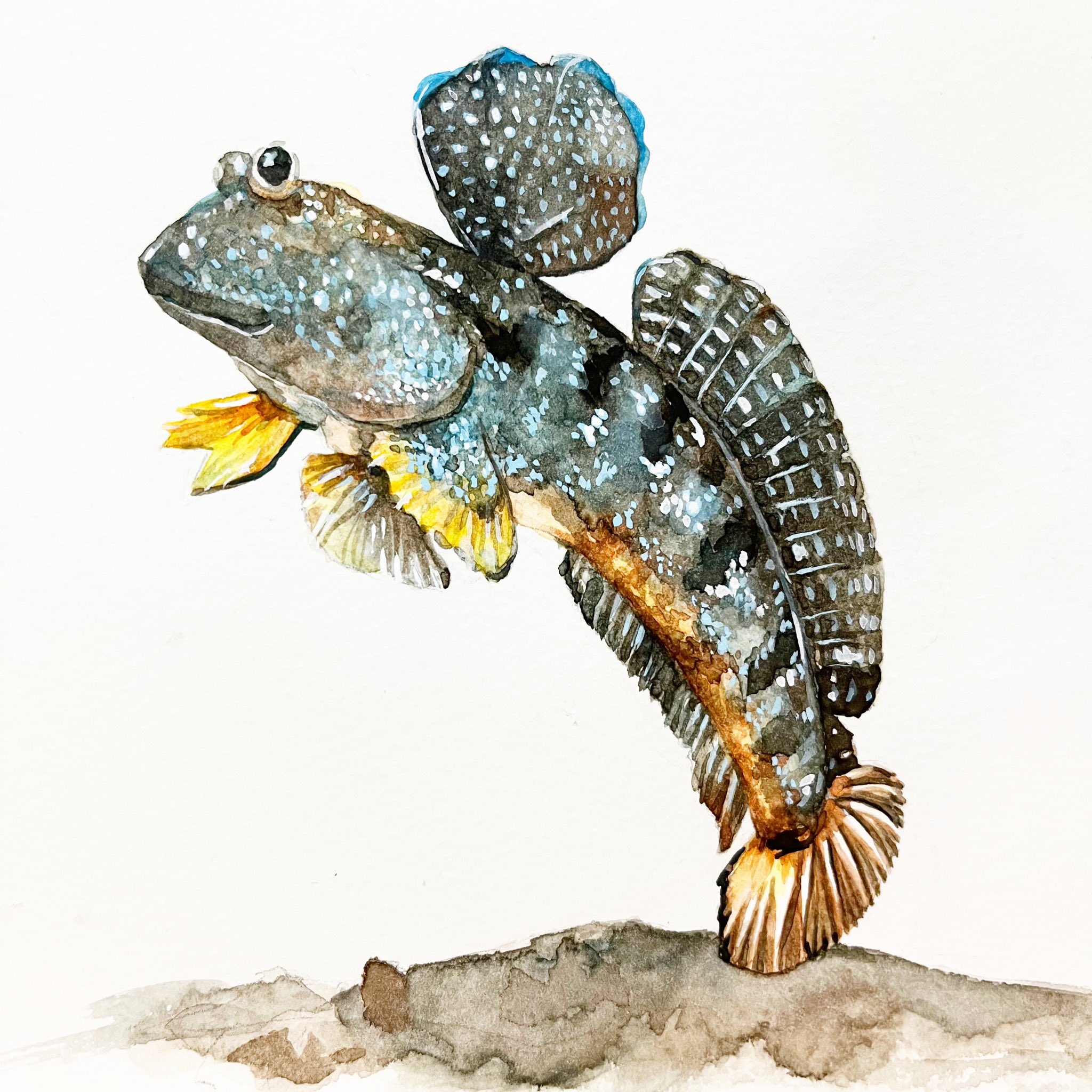 Wenfish 他看起來好快樂喔 Look At That Smiley Face 彈塗魚 Mudskipper ムツゴロウ Watercolor 水彩 魚 Fish Watercolorfish Fishillustration Watercolorjournal 魚図鑑 魚イラスト Moleskine T Co Huglb5xdfg Twitter