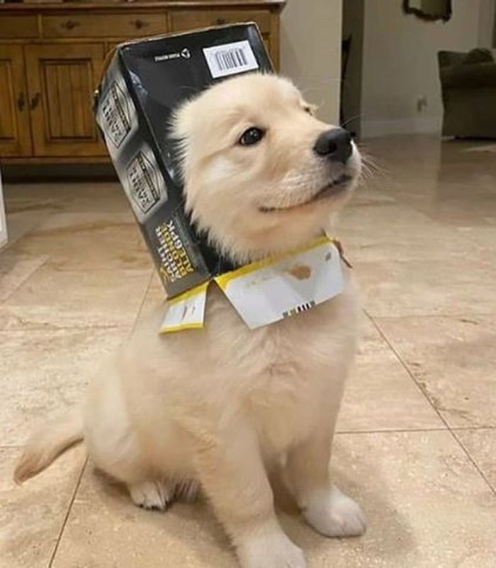 dinogodwhale's tweet photo. when u have nice hat and someone mentions it and you feel nice https://t.co/orB61c9pq0
