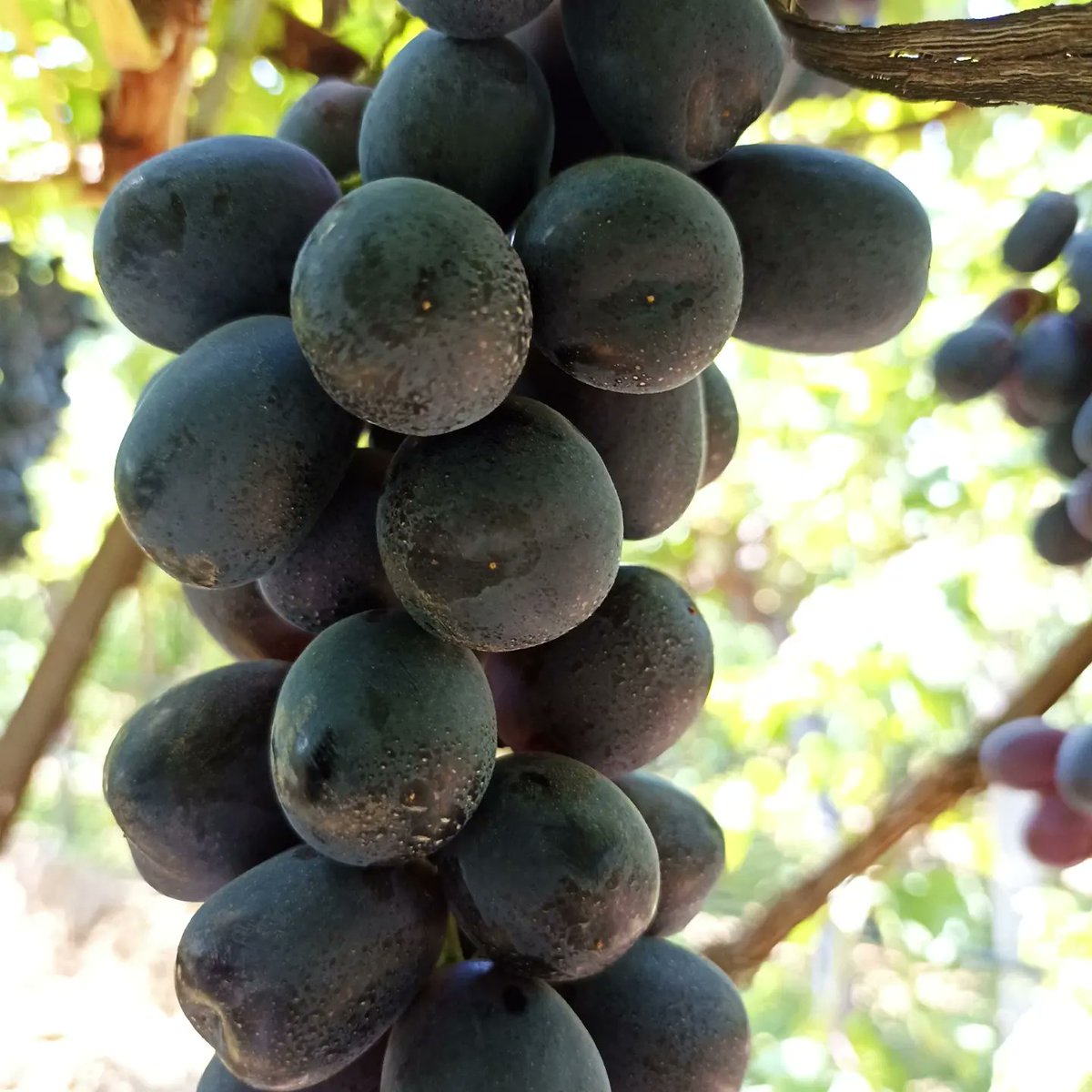 FSeedles's tweet photo. Her yerde değil. Sadece burada....
#2021 de #Avrupa yı kasıp kavuran
Türkiye nin ilk ve tek çekirdeksiz siyah üzümü #Fantasyseedless
Daha iyisi olana kadar, yapılana kada...👇👇👇
#ihracaatlıküzümünbaşkenti
#Manisa #Sarıgöl #Çanakçı #Beyyeri #Koruyeri #Emcelli https://t.co/aE7Fz7XhnW