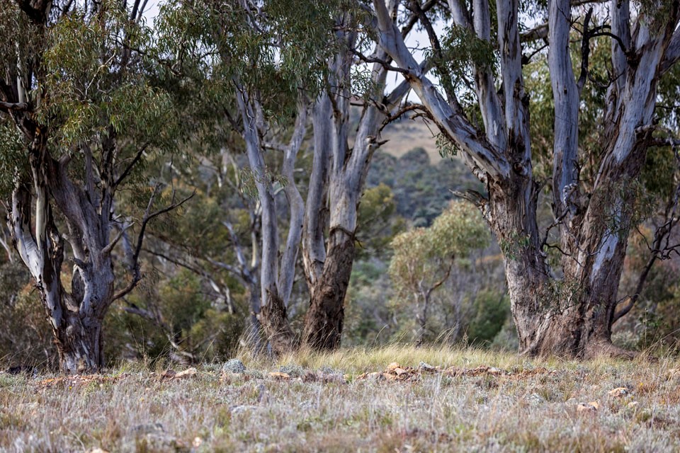 nswdcceew's tweet photo. #SavingourSpecies program’s announcing our Conservation Co-Investment Partners for 2022-26. We're Joining forces with like-minded organisations thanks to  bigscrublandcare @BirdlifeOz @BushHeritageAus @GreeningAust and Jaliigirr Biodiversity Alliance https://t.co/IVpRz2lUxn