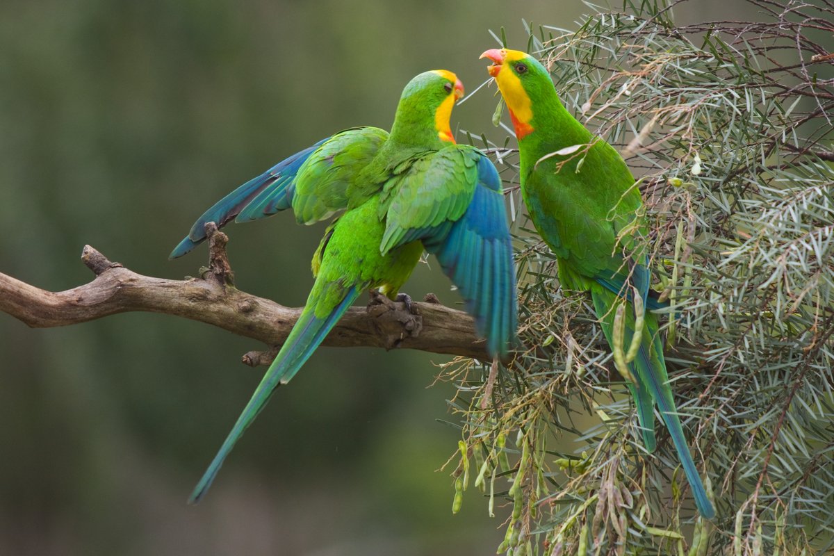 nswdcceew's tweet photo. #SavingourSpecies program’s announcing our Conservation Co-Investment Partners for 2022-26. We're Joining forces with like-minded organisations thanks to  bigscrublandcare @BirdlifeOz @BushHeritageAus @GreeningAust and Jaliigirr Biodiversity Alliance https://t.co/IVpRz2lUxn