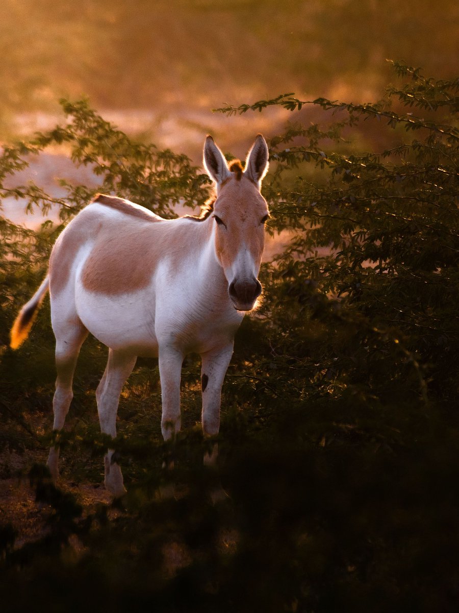 Ever seen Wild Ass ? Rann of Kutch,India. #wildlife #wildass #natgeoindia #bbcearth