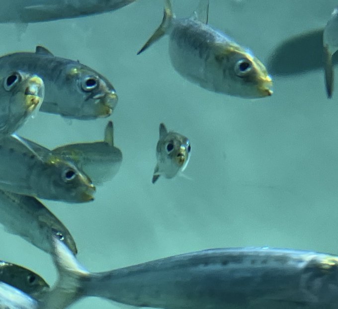 魚の正面顔のtwitterイラスト検索結果