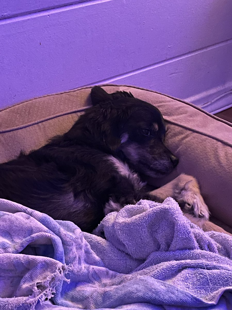 dernski's tweet photo. I love this dog so much https://t.co/aOCs3OQgVT