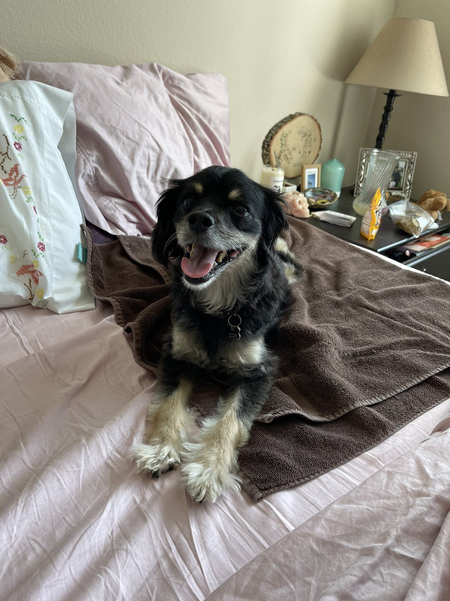 dernski's tweet photo. I love this dog so much https://t.co/aOCs3OQgVT