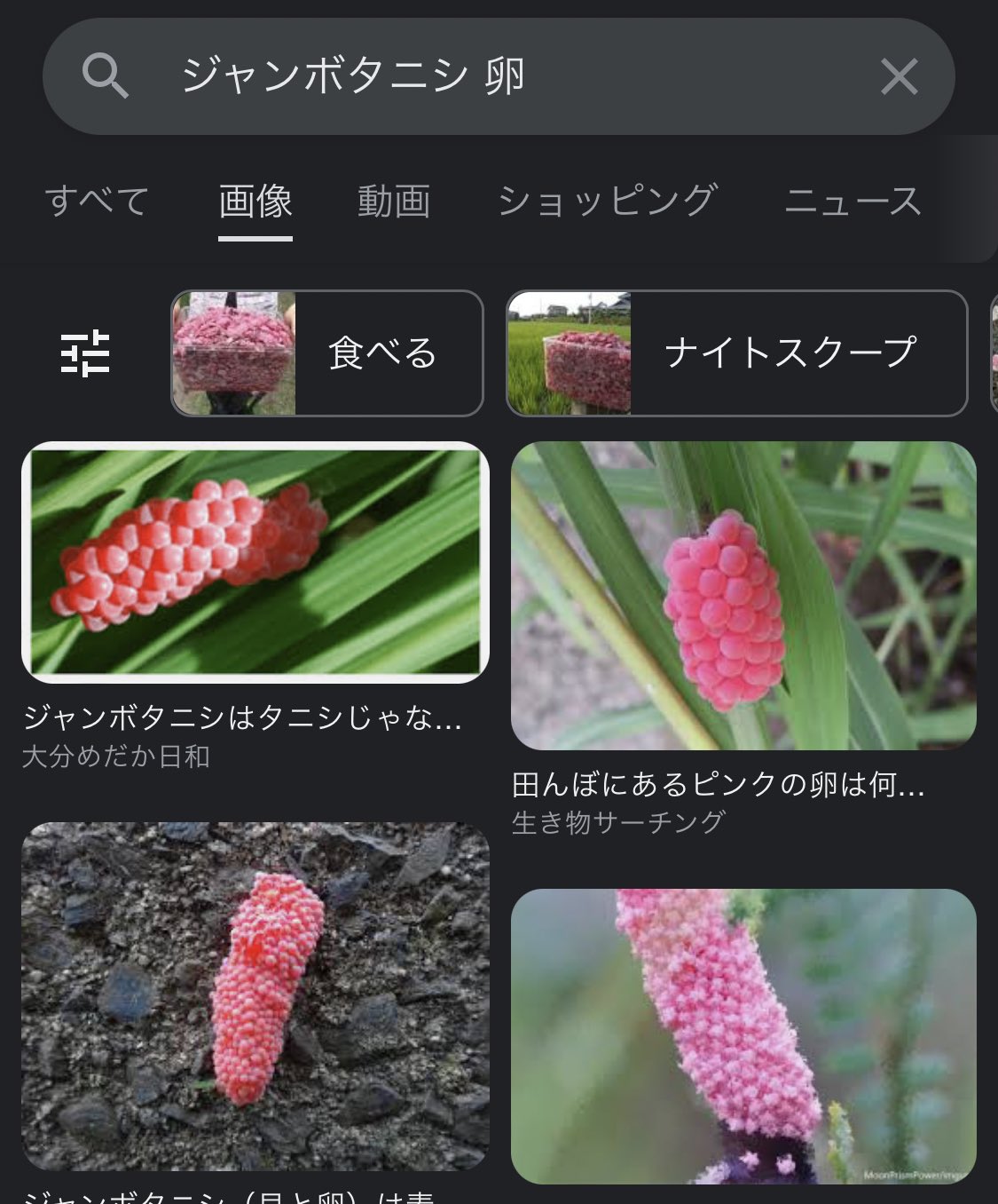 Shian ちんペチも話題になってるけど スタバの新作パイがどう見てもジャンボタニシの卵で草 ガキの頃 祖父が田んぼ の用水路にあるジャンボタニシの卵を片っ端から潰してたの思い出してノスタルジー T Co Ge2nrjueli Twitter