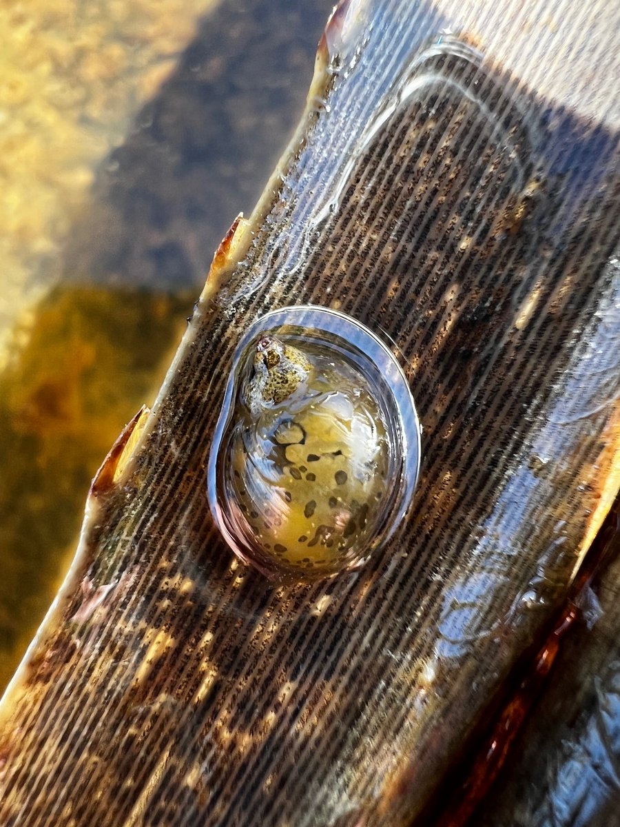 Next up from Wilinggin country are the freshwater snails, with some species only a few mm in size. Excited to look at connectivity across the top end in select species and contribute to improving taxonomy in these groups #bushblitz #speciesdiscovery