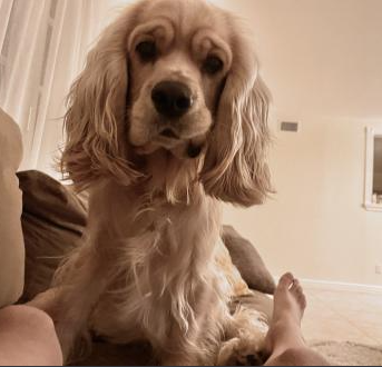 DRitsner232's tweet photo. cheeky dog https://t.co/6dGhO7FcDO