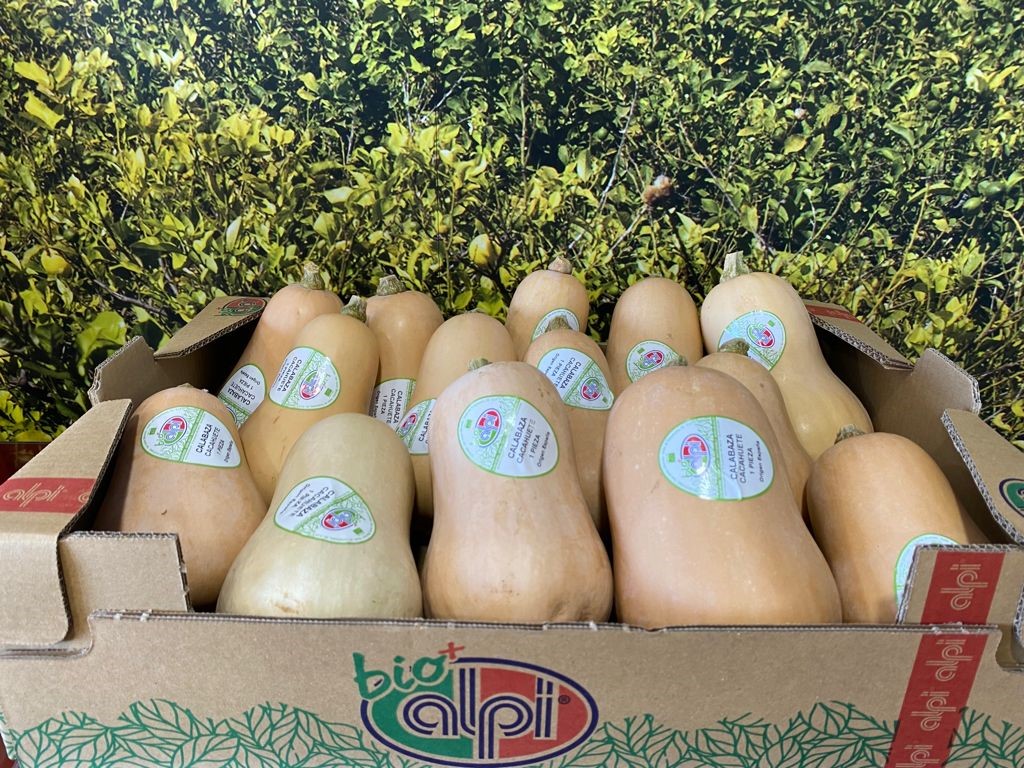 alpisancayetano's tweet photo. #ALPI ➕BIO
Uno de los productos de nuestra gama ecológica #ALPIBIO➕ es la #Calabaza, que comercializamos durante todo el año, y que resulta muy versátil en la #Cocina, pudiéndose elaborar:
🍜Cremas
🥧Pasteles
🍮Flanes
🍛Al horno
🍲Como guarnición
#BuenosDias #FelizJueves https://t.co/1QKcTwLnig