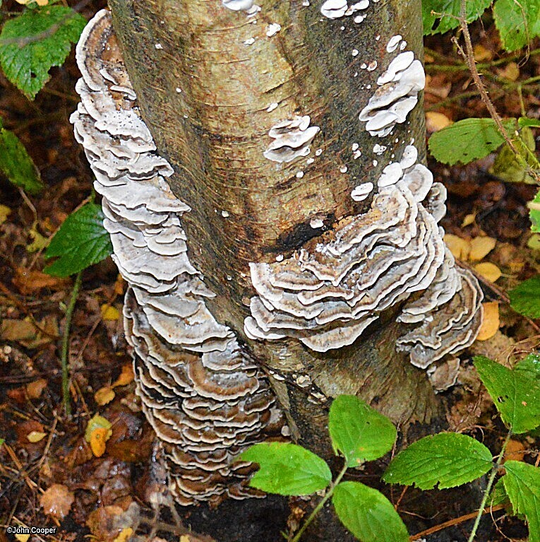 TheSuffolkMan's tweet photo. @mushring @GreatLakesFungi #Fungi #shrooms #mushrooms
#Pollarded #Willow
@TheKentAcorn @suffolksnaps @DiscoverSuffolk @SamWalksALot
@walkngclasshero @RamblersGB @GrowninBritain
@keeper_of_books @mathilebrandts @Sunstormed
@TheCemetress @meikiecakie @AspienBlue https://t.co/dA481gXyH3