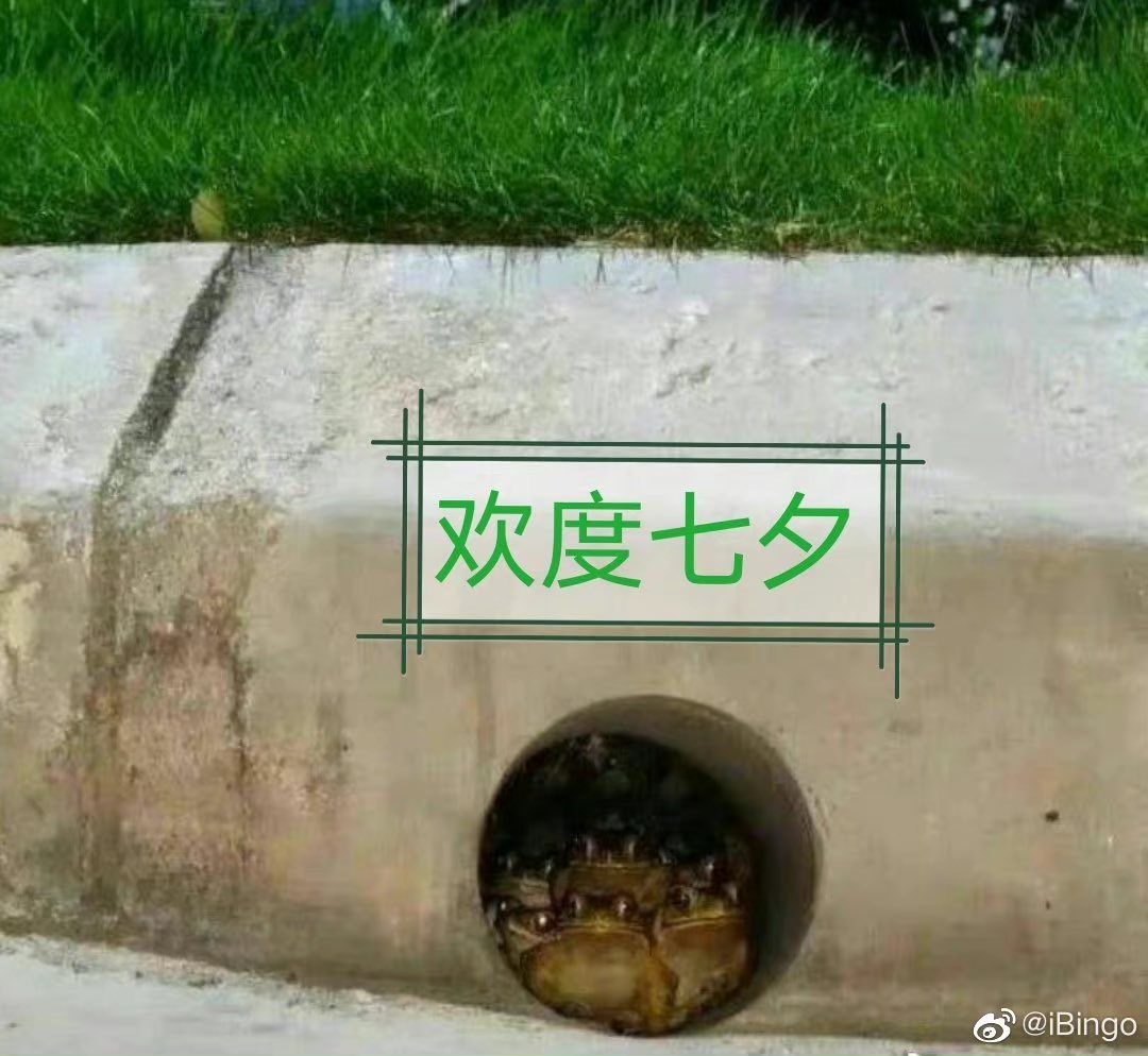 lenkapand's tweet photo. @blackmairs @LingyiGongye @pigb20 @hao_taotao @BeijingXw @dengfanghua2 @lzcraymond @6zyCCCKw3DR56z3 @XiaozhPhD04 @iingwen 你一井底之蛙台毒是來過大陸幾次啊？我雙休也沒有加班啊！是不是以為世界只有你們井裡看出去那個園那麼大吼！沒見過台毒這種親媽被美國野爹強姦了還沾沾自喜以當雜種為榮的敗類🙄。靠北，要是讓你知道我們翻墻很容易，雙休日不加班，年入百萬的人比你美國野爹射你媽子宮裡的精子還多，你會不會昏厥呢？ https://t.co/fiOeJdtB7R