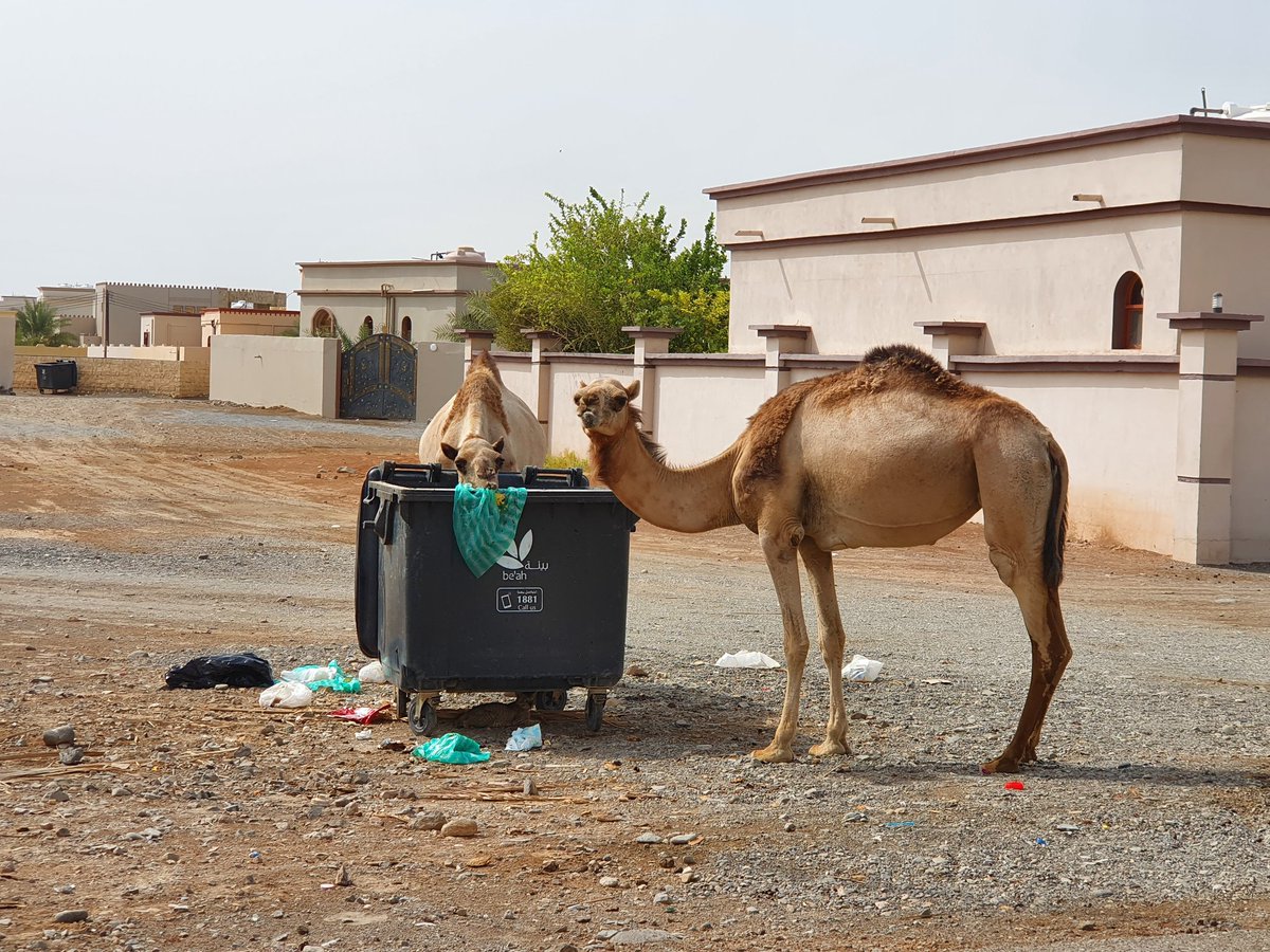 <a href="/omaniLADY3344/">د. أمل الحرملية🇵🇸🇴🇲</a> يوم تكلمنا وقلنا أن هالجمال سلاح مؤقت وخطير قالوا لنا أن هالأماكن مرعى لها.
من تجربة لي تحس روحك بتطلع قبل الاصطدام به بمجرد ما تشوفه أمامك وأنت لا حيلة ولا قوة لديك.
الله يرحمه ويغفر له ويلهم أهله وذويه الصبر والسلوان