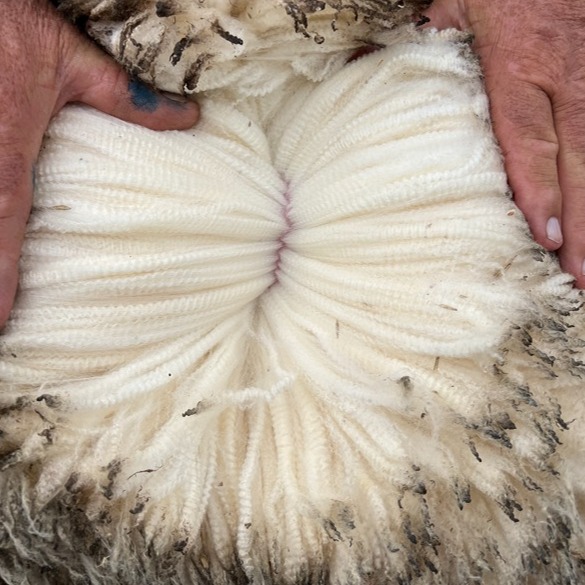 From shedders to superfines - how a 3000-head Dorper operation at Trunkey Creek was transformed into a successful superfine Merino enterprise.

Read more: imags.com.au/published/top_…

#merino #merinowool #merinostud #merinonsw #pollmerino #merinorams