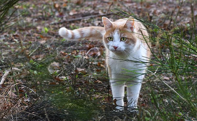 lemagduchat's tweet photo. Mon chat disparait pendant plusieurs jours : pourquoi ? Que fait-il ? https://t.co/3DMxtsKgK7 #chat https://t.co/ACc7gv0rwM