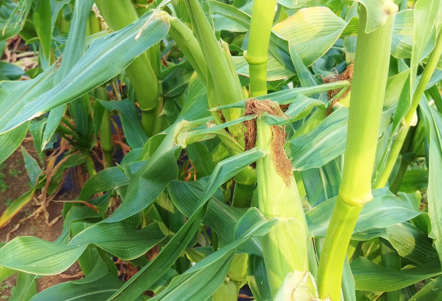 武蔵 ๑ ᴗ Twitter