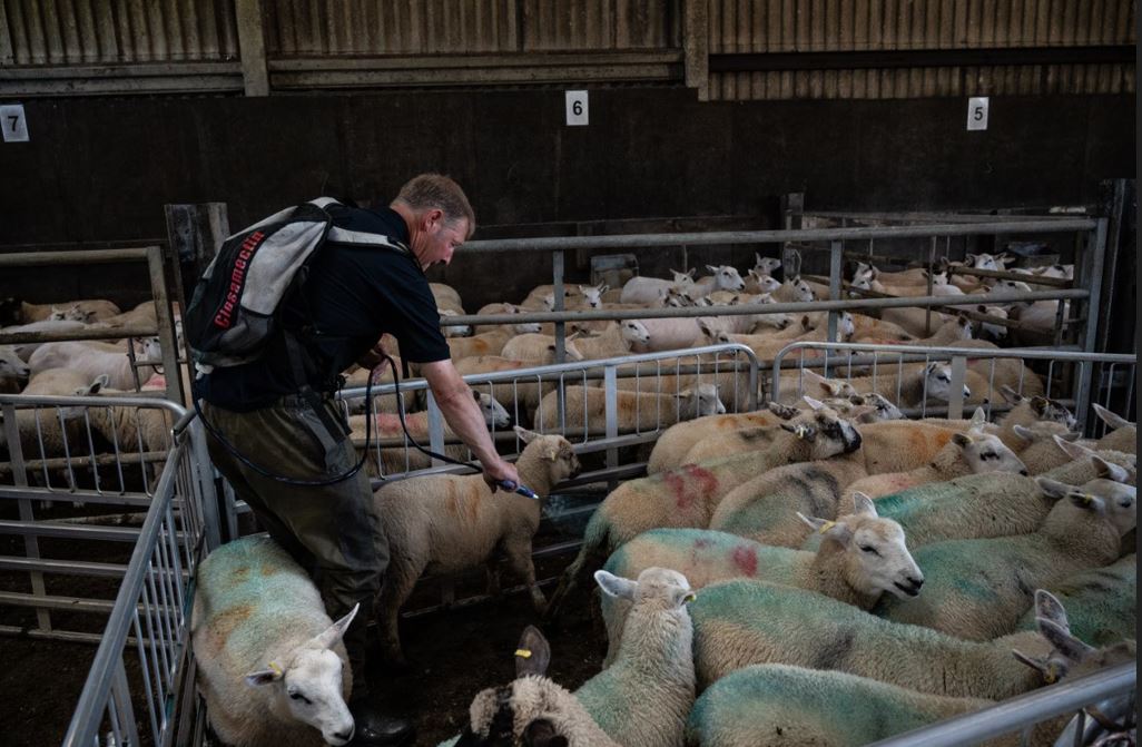 AHDB Beef & Lamb tweet media