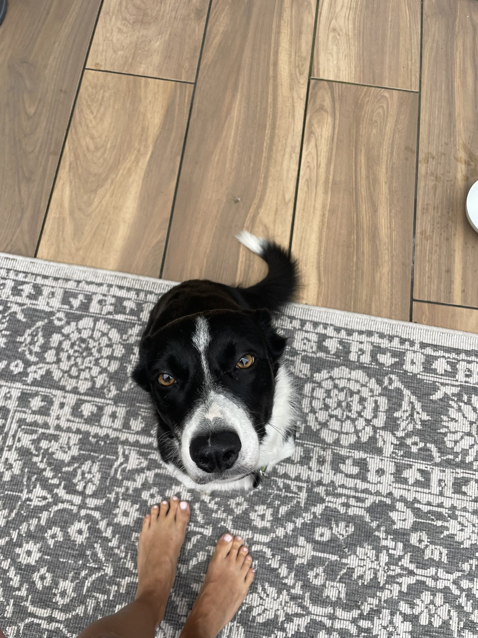 Why Do Dogs Run To The Door When Someone Knocks